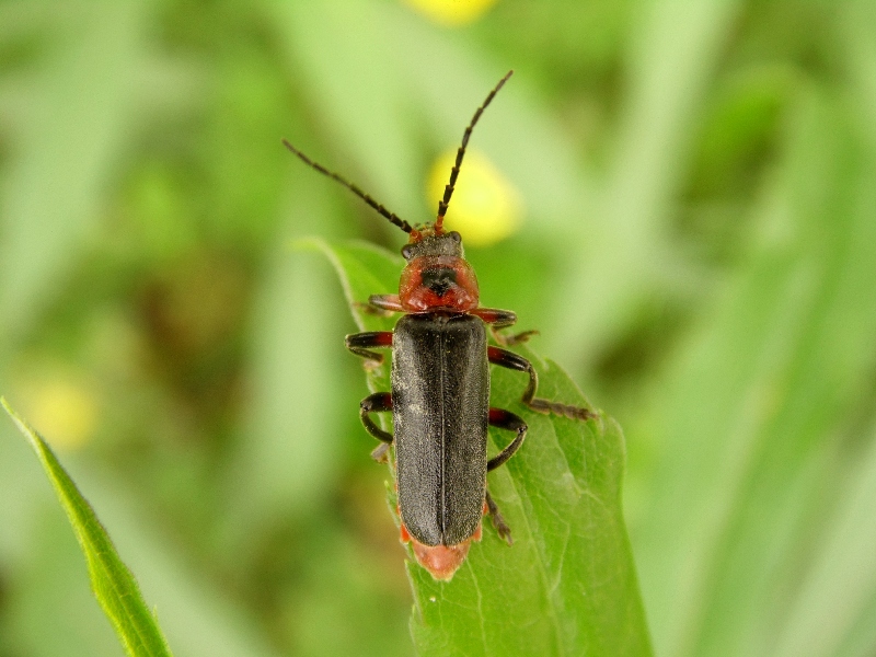 Cantharis fusca? no, C. rustica